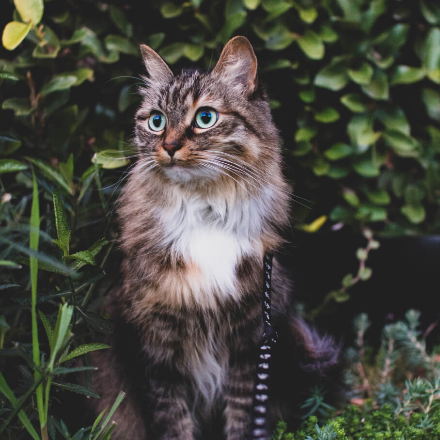 fluffy housecat posing in a bush